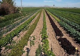 Cultivo ecológico de brócoli y lechuga en una finca de la Región de Murcia.