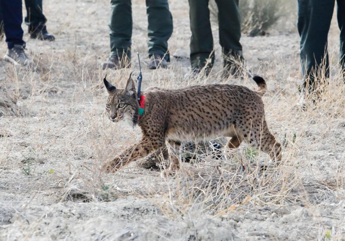 Uno de los linces reintroducidos durante la pasada primavera en las Tierras Altas de Lorca.