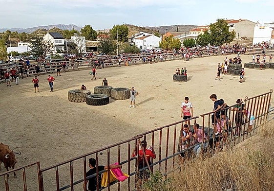 Una de las vacas, en el recinto en la pedanía ceheginera de Canara.