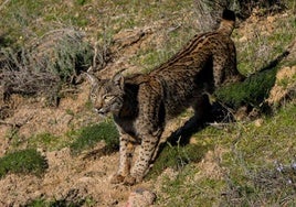 Un ejemplar de lince ibérico.