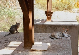 Gatos callejeros, tumbados a la sombra en la ciudad de Lorca.