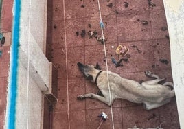 Estado en el que se encontraba el perro rescatado.