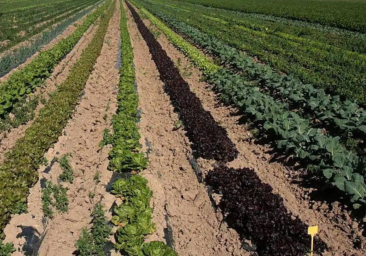 Un campo de cultivo, en una imagen de archivo.
