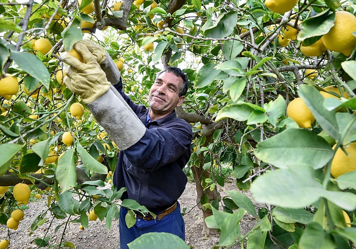 Recogida de limones en una finca molinense.