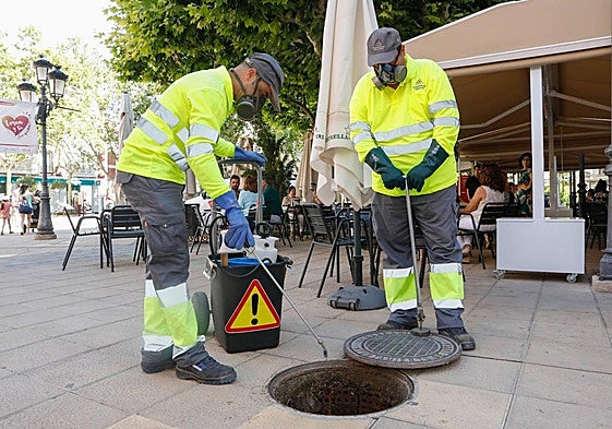 Tareas de control de plagas en Lorca.