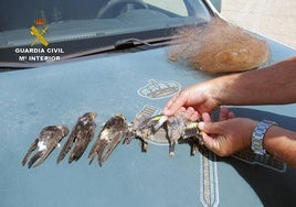 Seis aves capturadas y muertas por asfixia debido a la red ilegal.