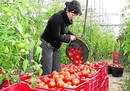 Foto de archivo de una horticultora recolectando tomates en su invernadero.