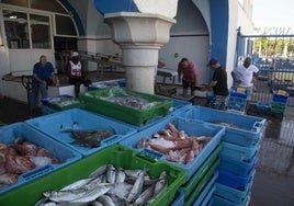 Varios pescadores preparan las cajas de pescado, recién llegadas a la lonja de Cartagena, para la subasta de la tarde.