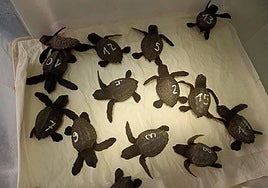 Tortugas bobas recién nacidas, numeradas y pesadas.