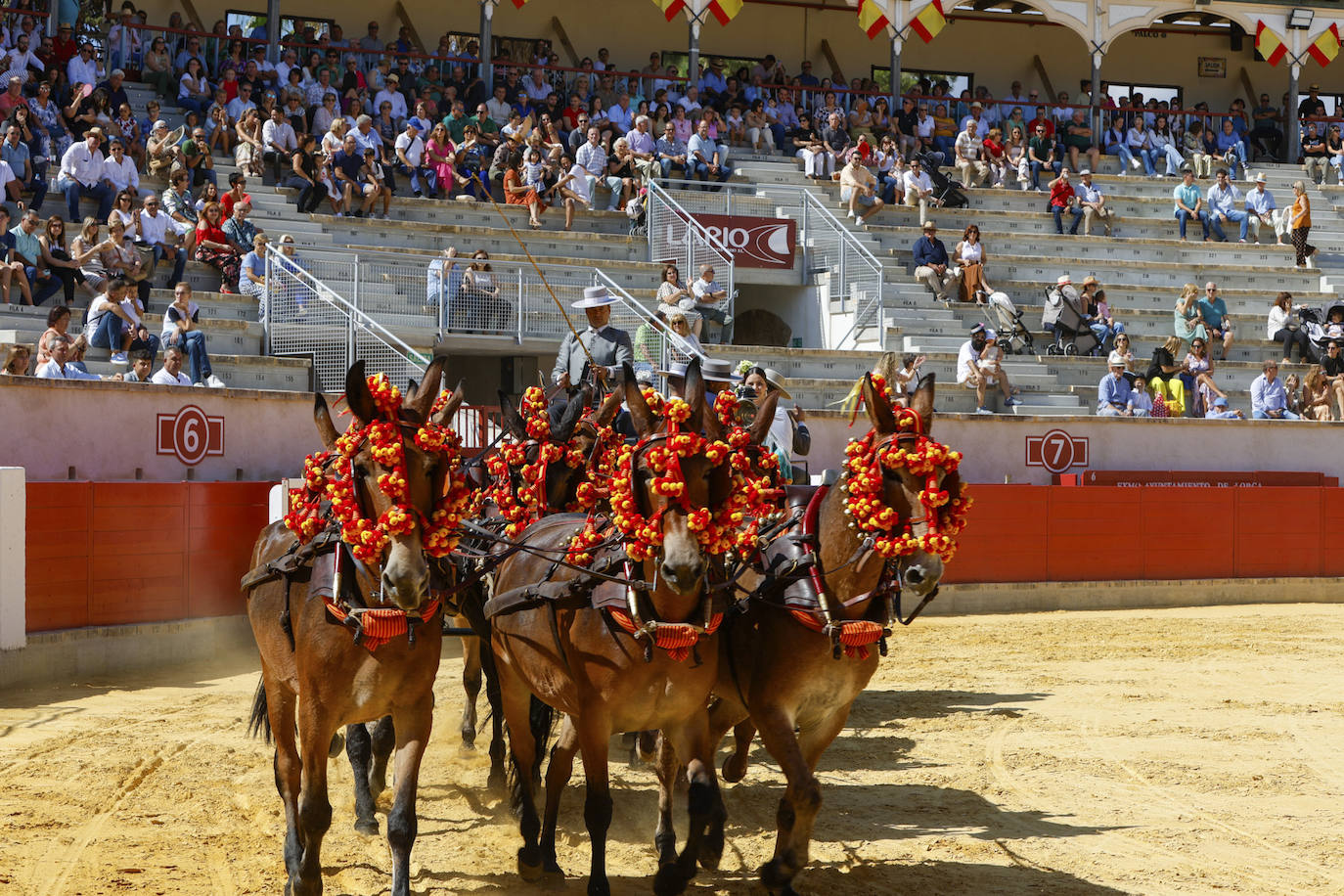 Las imágenes de la exhibición de enganches en Lorca