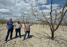Unos agricultores de Fuente Librilla muestran sus almendros afectados por la sequía.