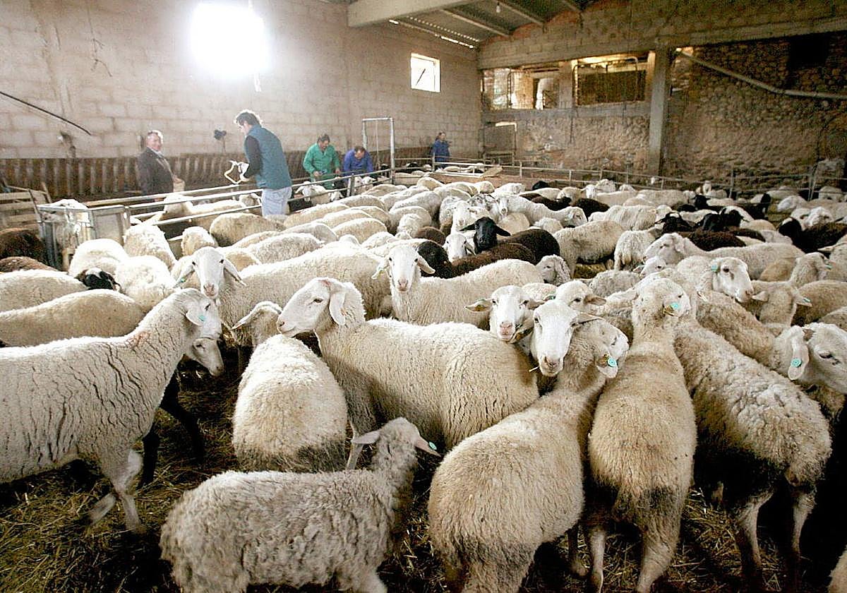 Vacunación de ganado en una imagen de archivo.