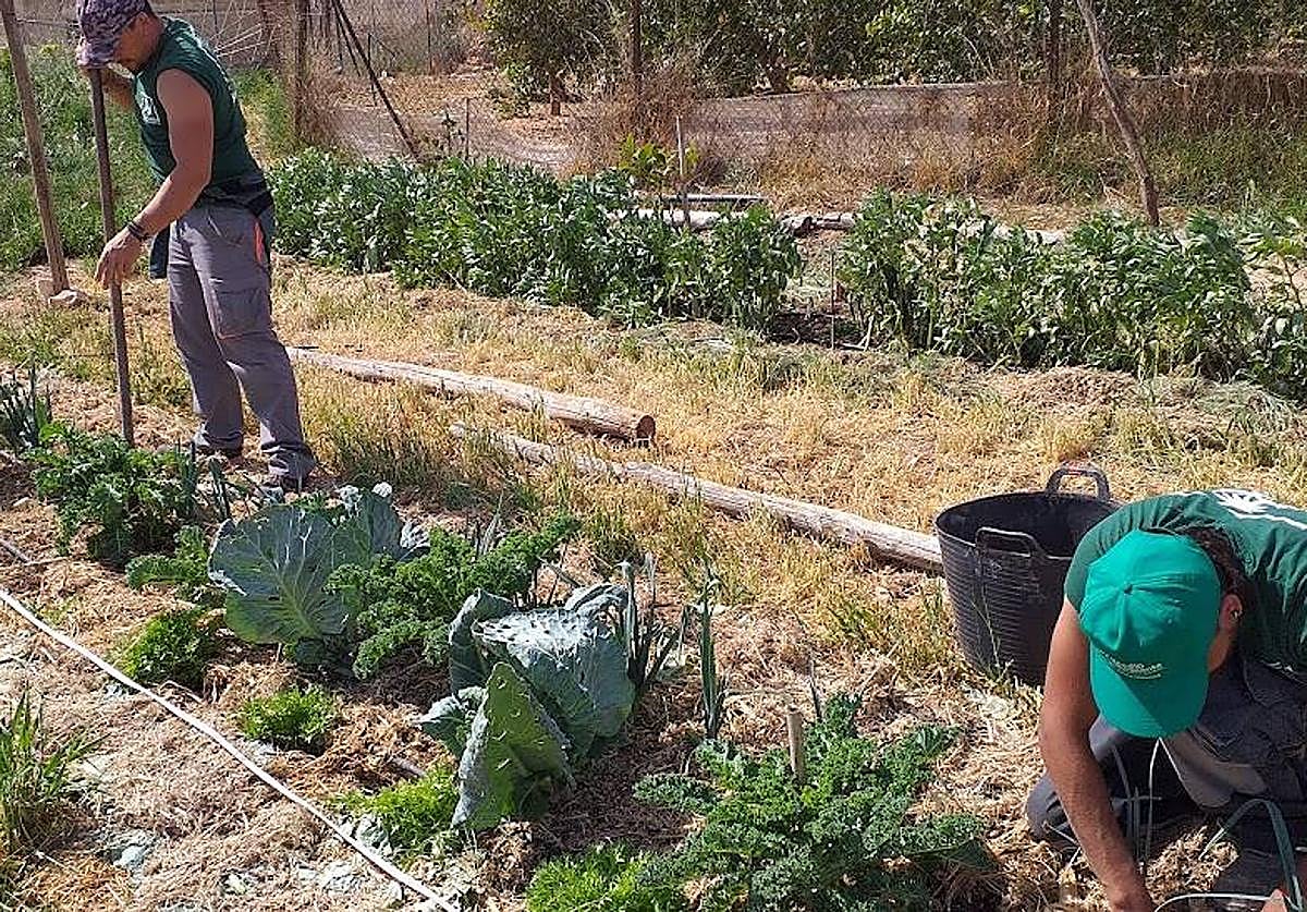Dos componentes del proyecto de restauración agroecológica 'AgroSimbiosisLab', de la UMU y el Cebas-CSIC.
