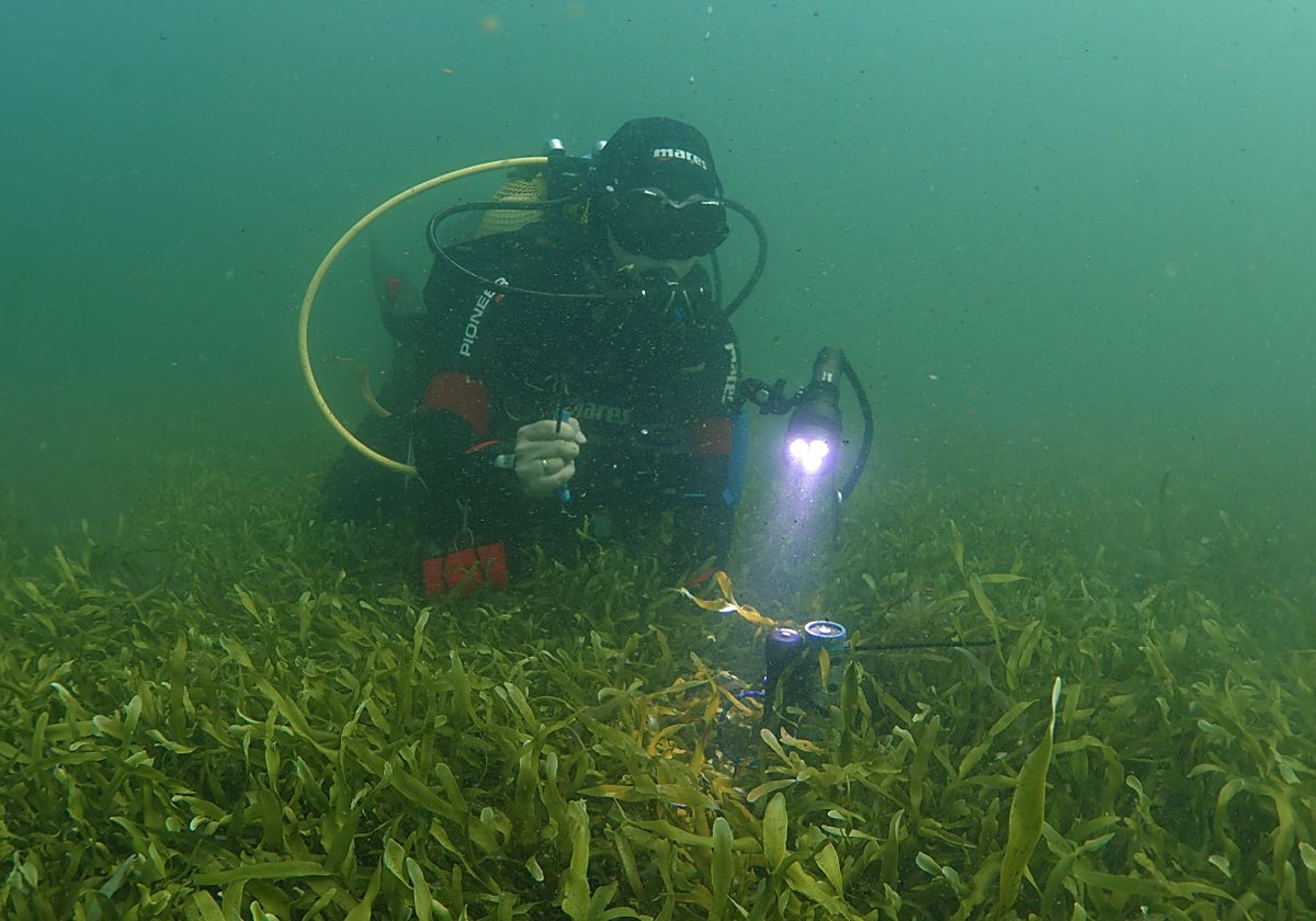 Un buceador del IEO toma muestras en el Mar Menor, sobre la pradera de 'Caulerpa prolifera'. En ella hay un sensor de luz y temperatura.