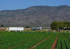 Un grupo de jornaleros en una parcela agrícola del paraje de La Hoya, en Venta Cavila (Caravaca), en una imagen de archivo.