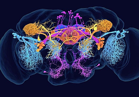 El primer mapa del cerebro de una mosca abre la puerta a entender la mente humana
