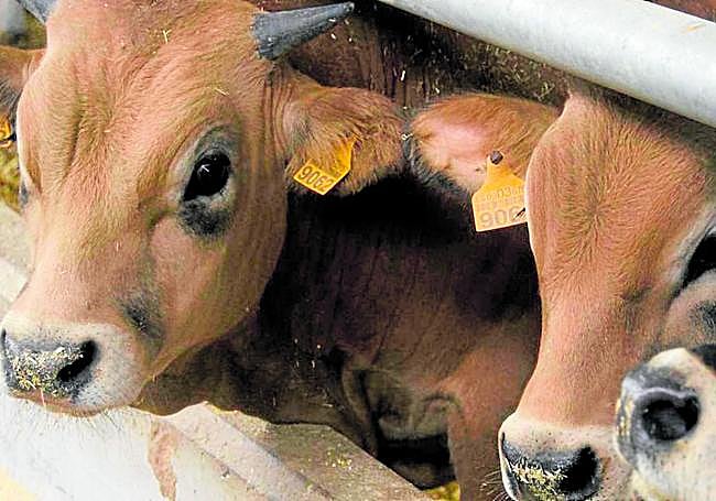 Ganado vacuno en un cebadero.