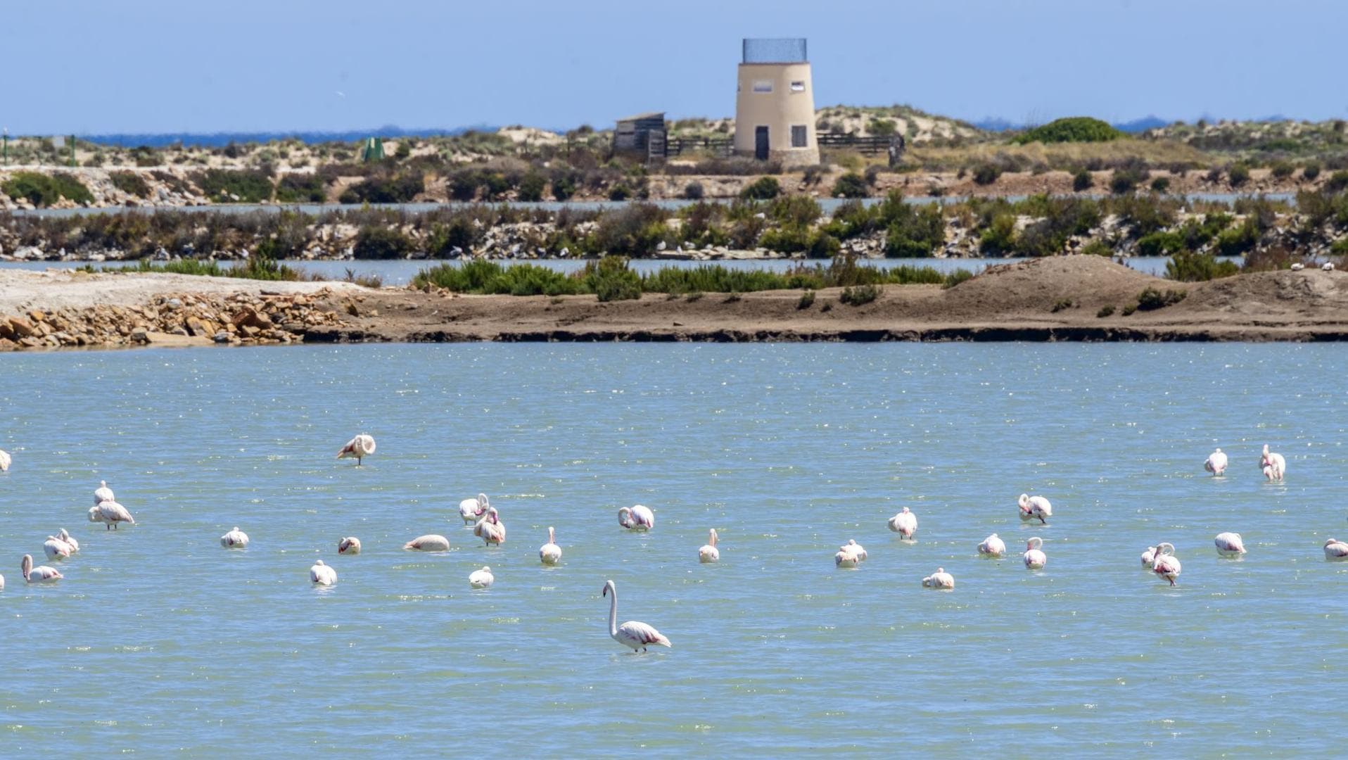 The wetlands of the Murcia region are a risk area for Nile virus infection.