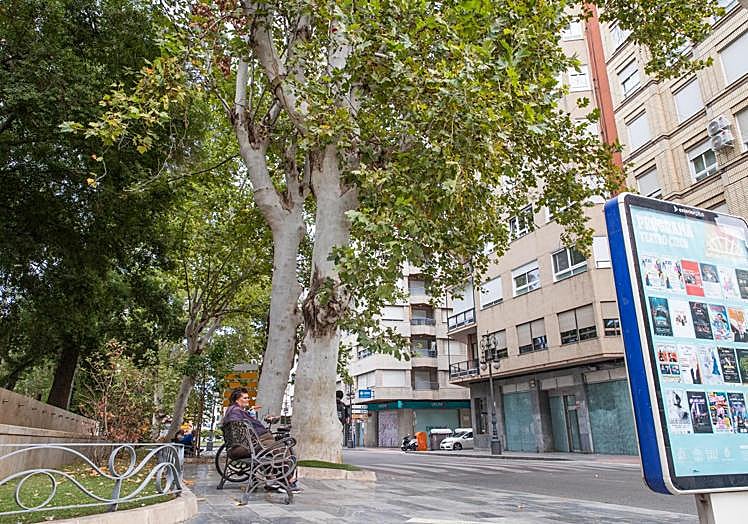 Algunos de los plátanos de sombra que quedan en pie en la Glorieta también están levemente inclinados hacia la avenida Duque de Tamames.