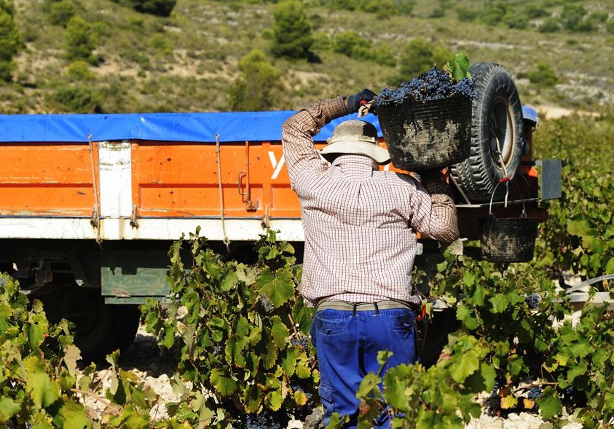 Vendimia en las fincas de Bodegas Juan Gil, Jumilla.