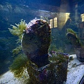 Dos ejemplares de nacra criadas en cautividad en el Acuario de la UMU, en Murcia.