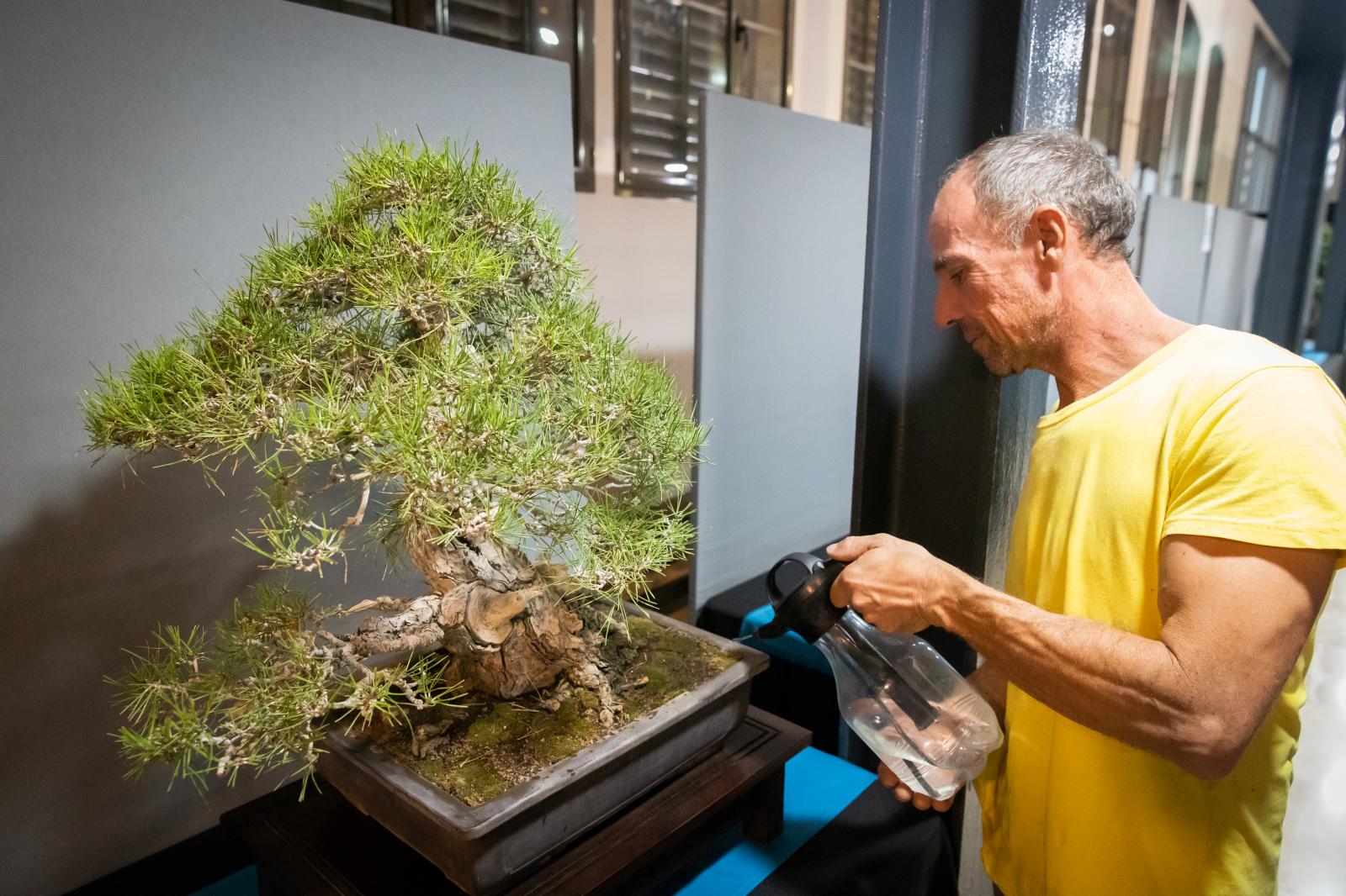 La exposición de bonsáis de Orihuela, en imágenes