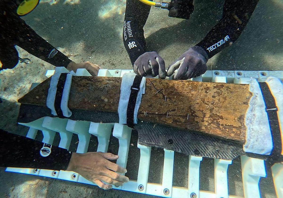 Extracción de una de las porciones de madera, suturada con grapas para que no se deshaga.