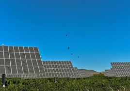 Cultivos de limonero con placas solares.