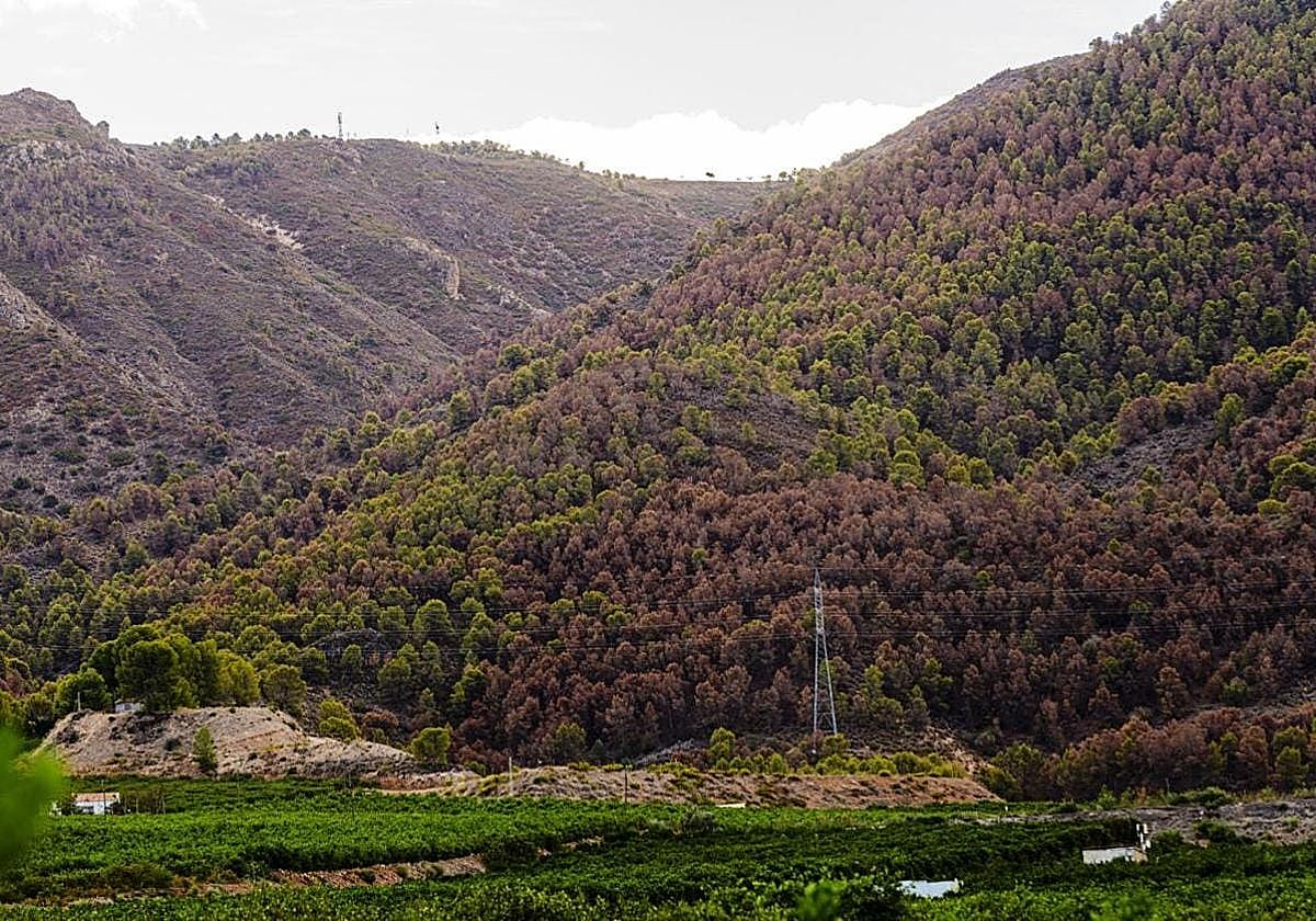 Grandes masas de pinos secos en las laderas de la Sierra de Carrascoy, este mes.