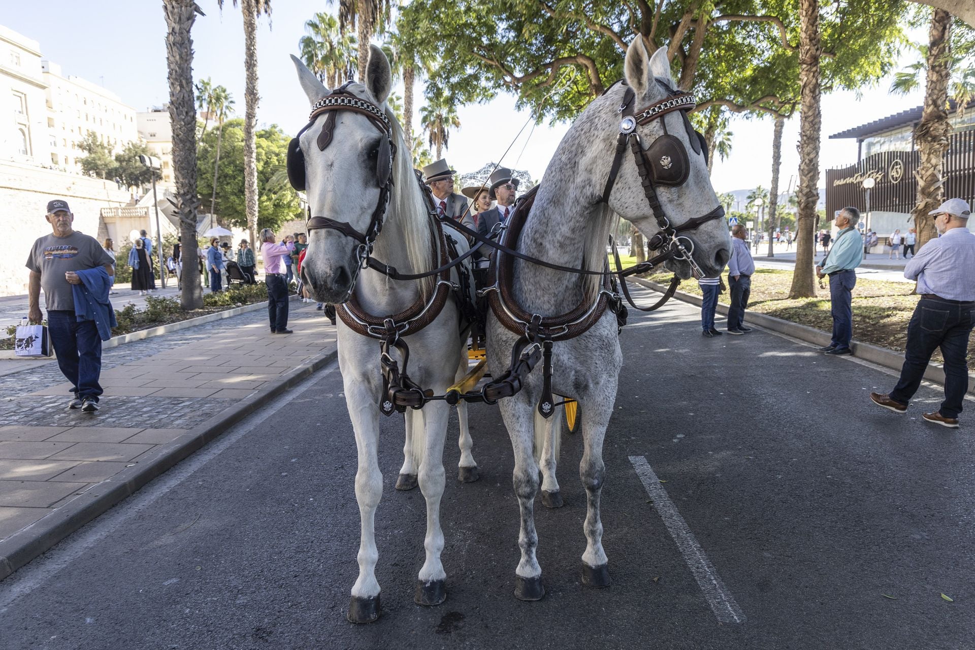 Los carruajes exhiben su encanto por Cartagena