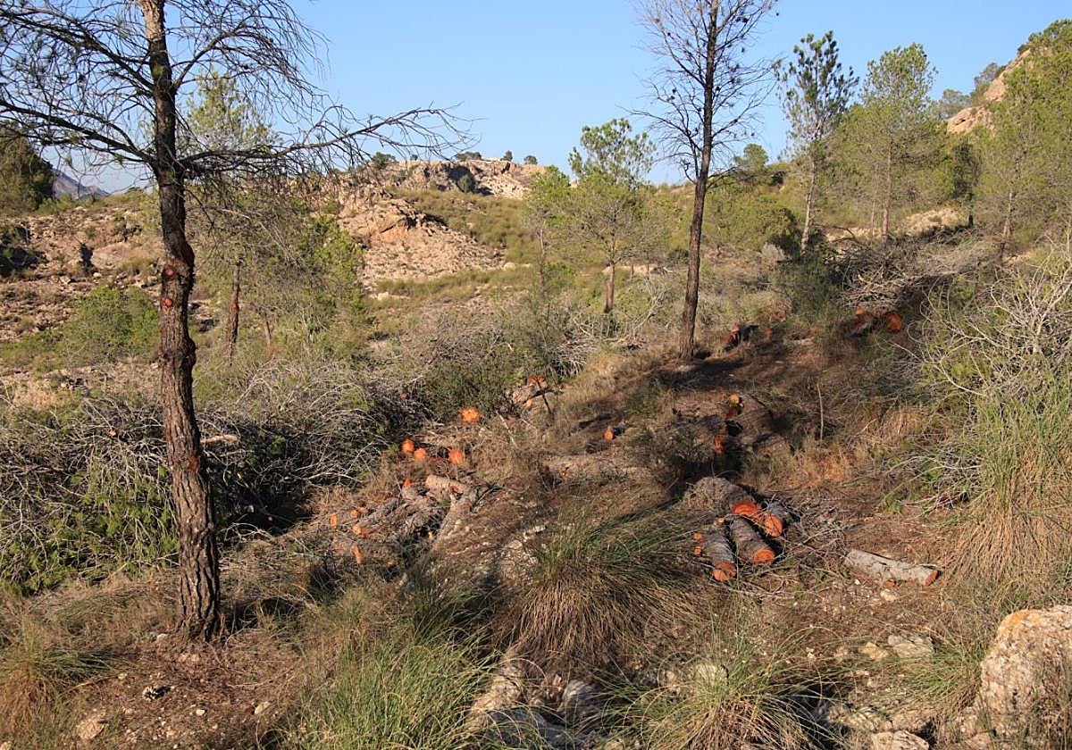 Una de las zonas del monte Los Castillarejos donde se han talado pinos.