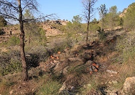Una de las zonas del monte Los Castillarejos donde se han talado pinos.