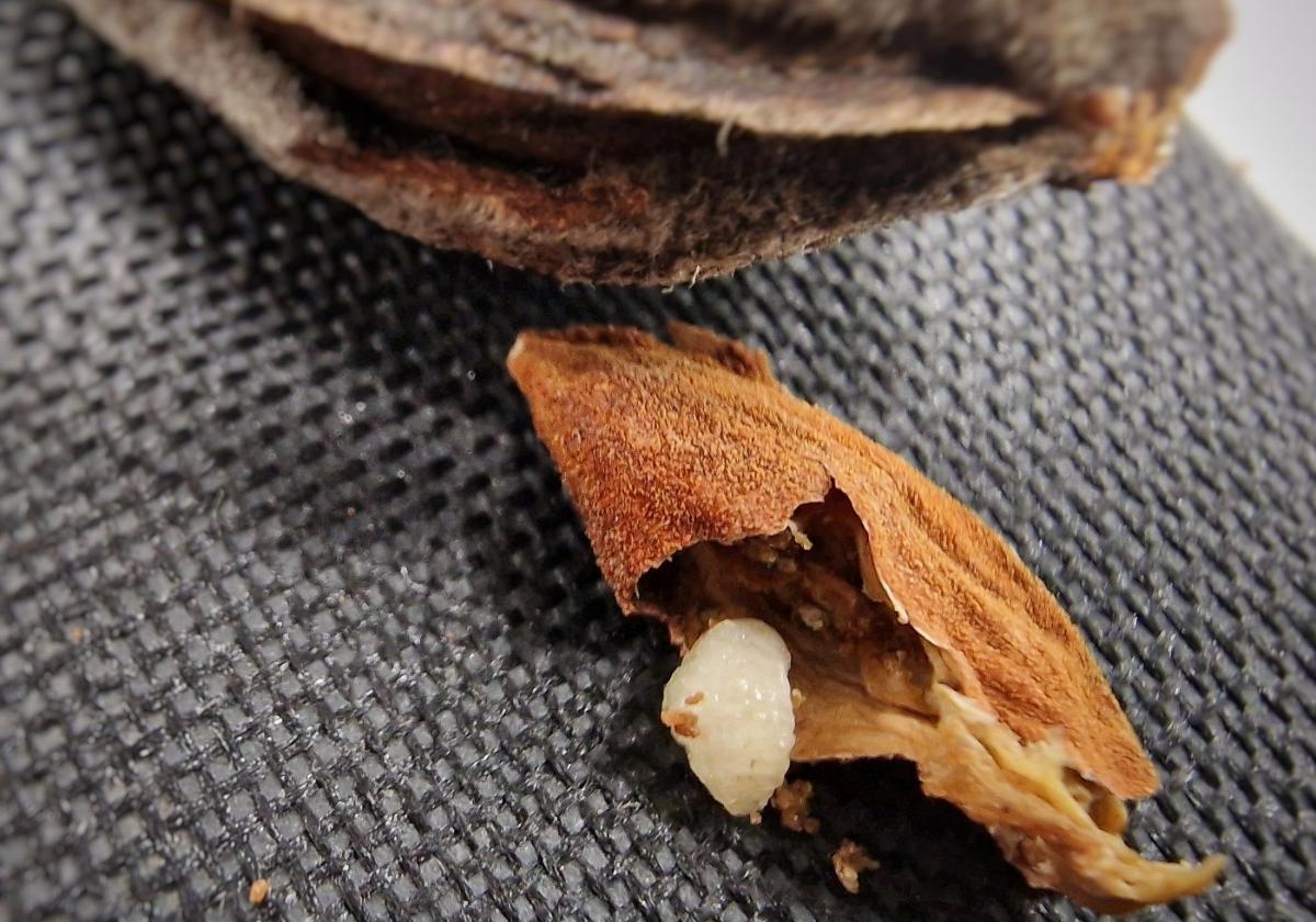 Larva de avispilla dentro de una pepita de almendro y daño en melocotón causado por la mosca de la fruta.