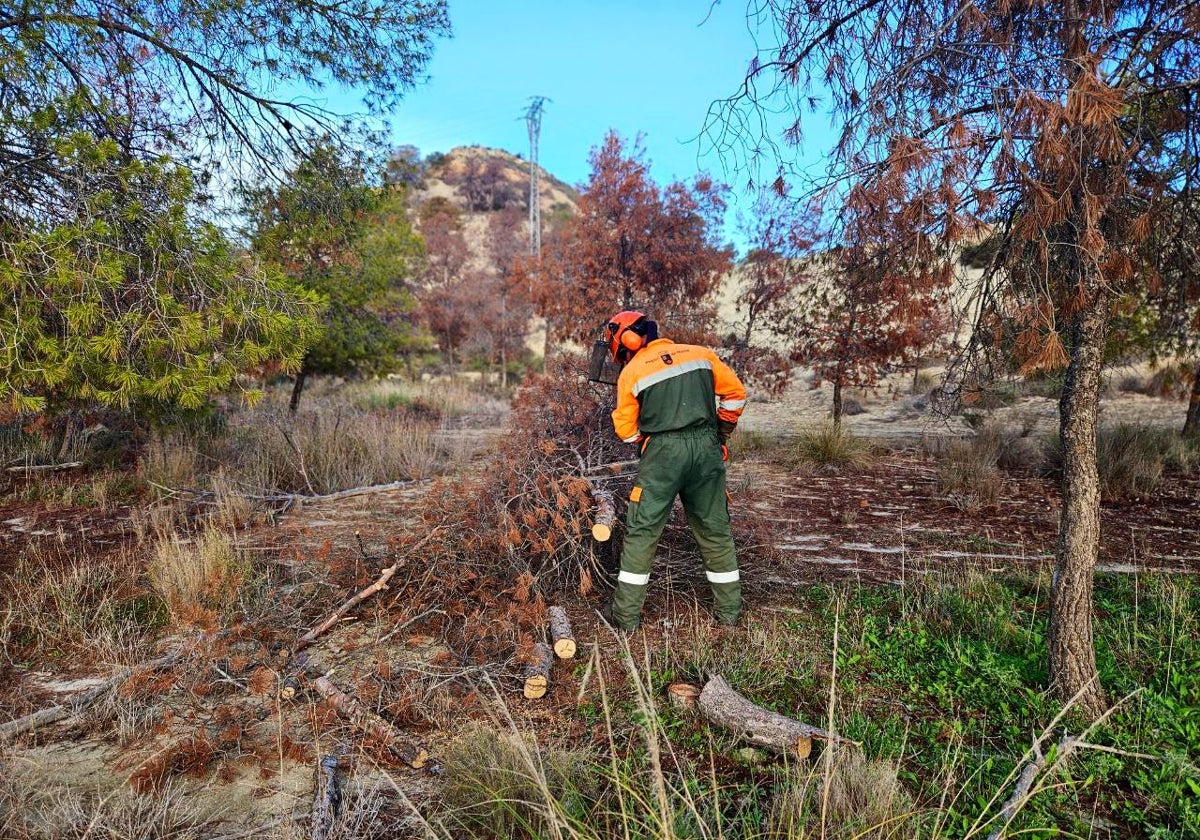 Trabajos de selvicultura en Lomas del Calvo, en Cieza.