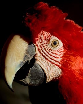 El enigma del guacamayo rojo infectado