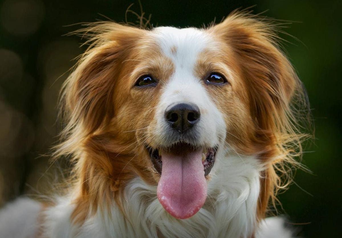 Cuidado si tu perro ladra a estas horas: te podrían multar con hasta 300 euros