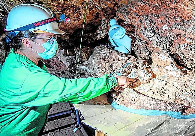 Una trabajadora muestra los restos de un animal fosilizado en el interior de Cueva Victoria.