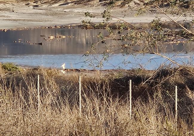 Aves en una de las balsas de Zinsa, en Torreciega.