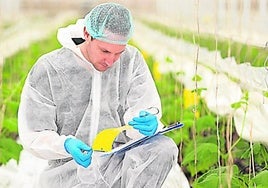 Un técnico durante lainspección de un cultivo bajo invernadero.