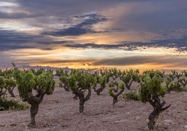 Panorama incierto para el sector vitivinícola