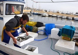 Dos garzas reciben a un pescador del 'Nuevo Porvenir', que descarga sus capturas en el muelle de Lo Pagán.