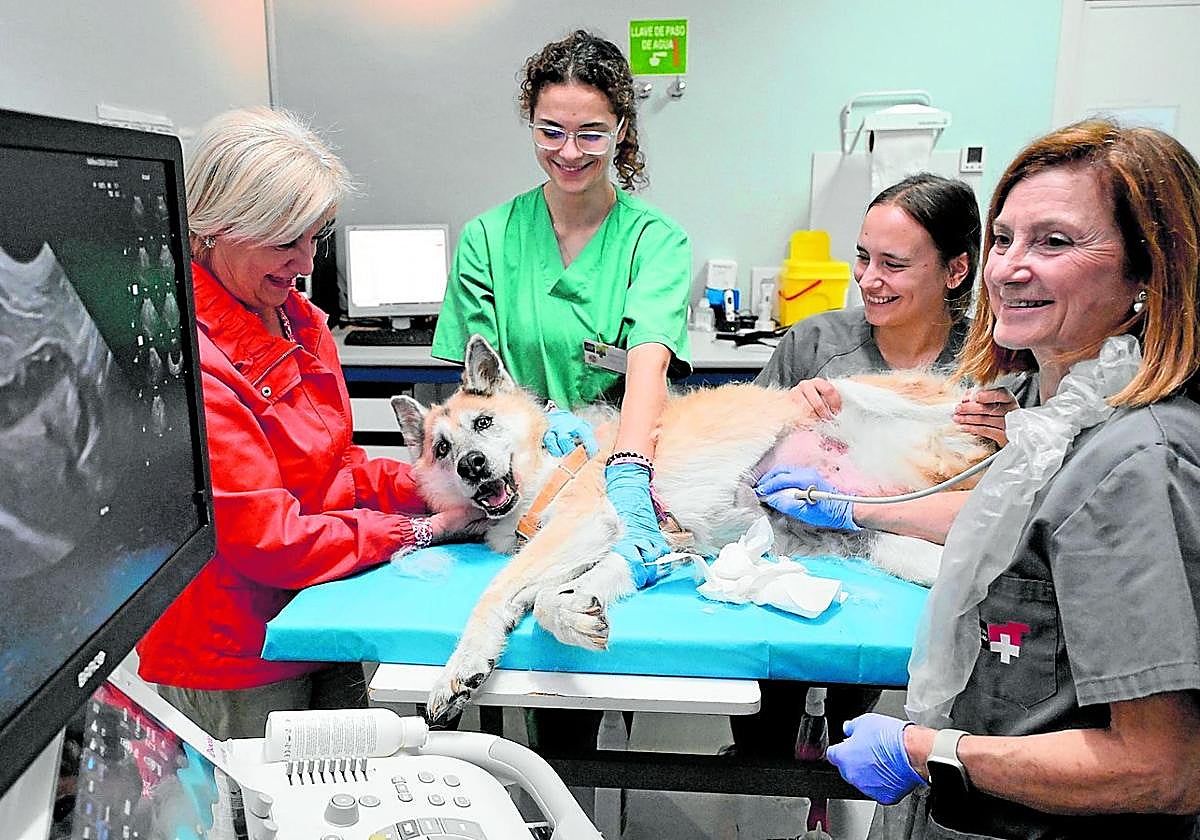 Rosario, la dueña de la perra 'Arla', tranquiliza al animal mientras la veterinaria Amalia Agut y dos sanitarias le realizan una ecografía.