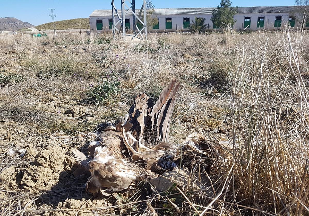 Cadáver de un buitre leonado que murió por electrocución en Lorca, junto a un cebadero, en 2023.