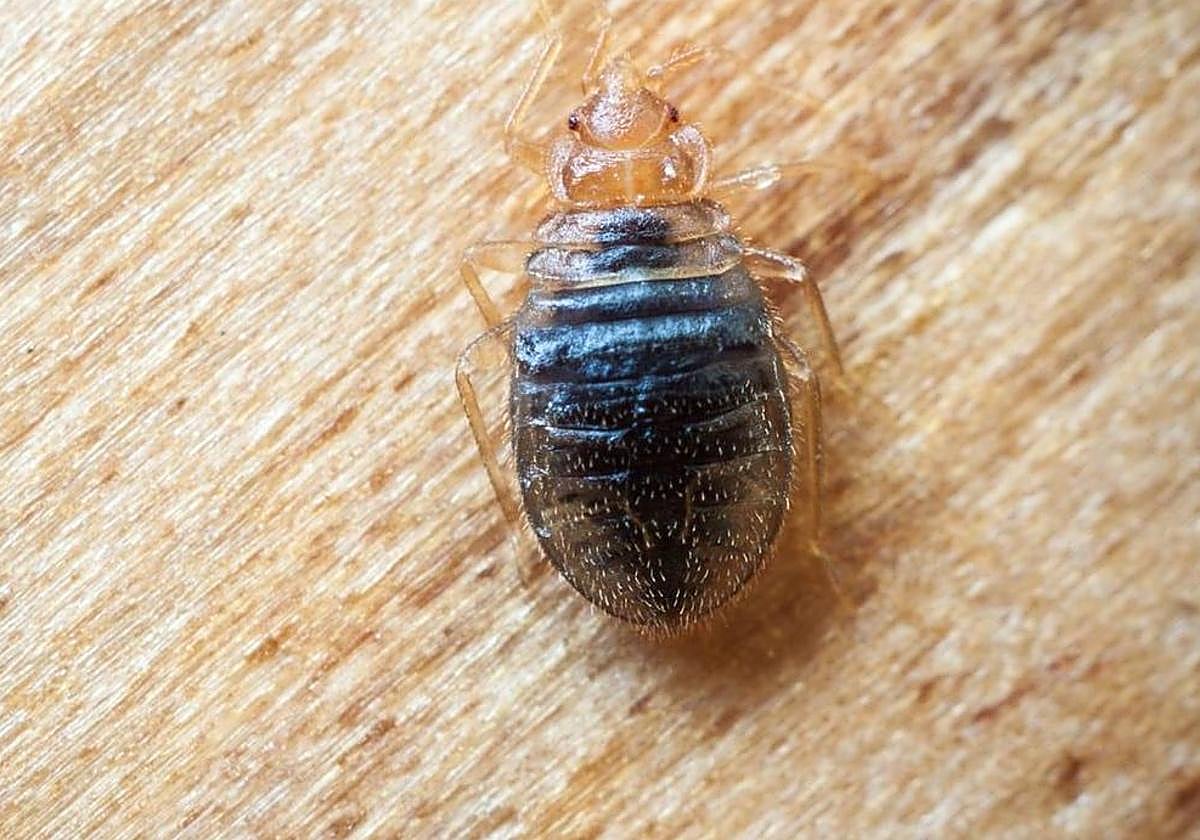 Una chinche de cama.