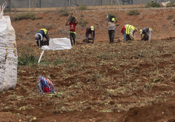 Inmigrantes recogen patatas en un campo de Cartagena en una imagen de archivo.