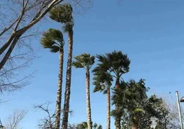 Árboles sacudidos por el viento, en una fotografía de archivo.