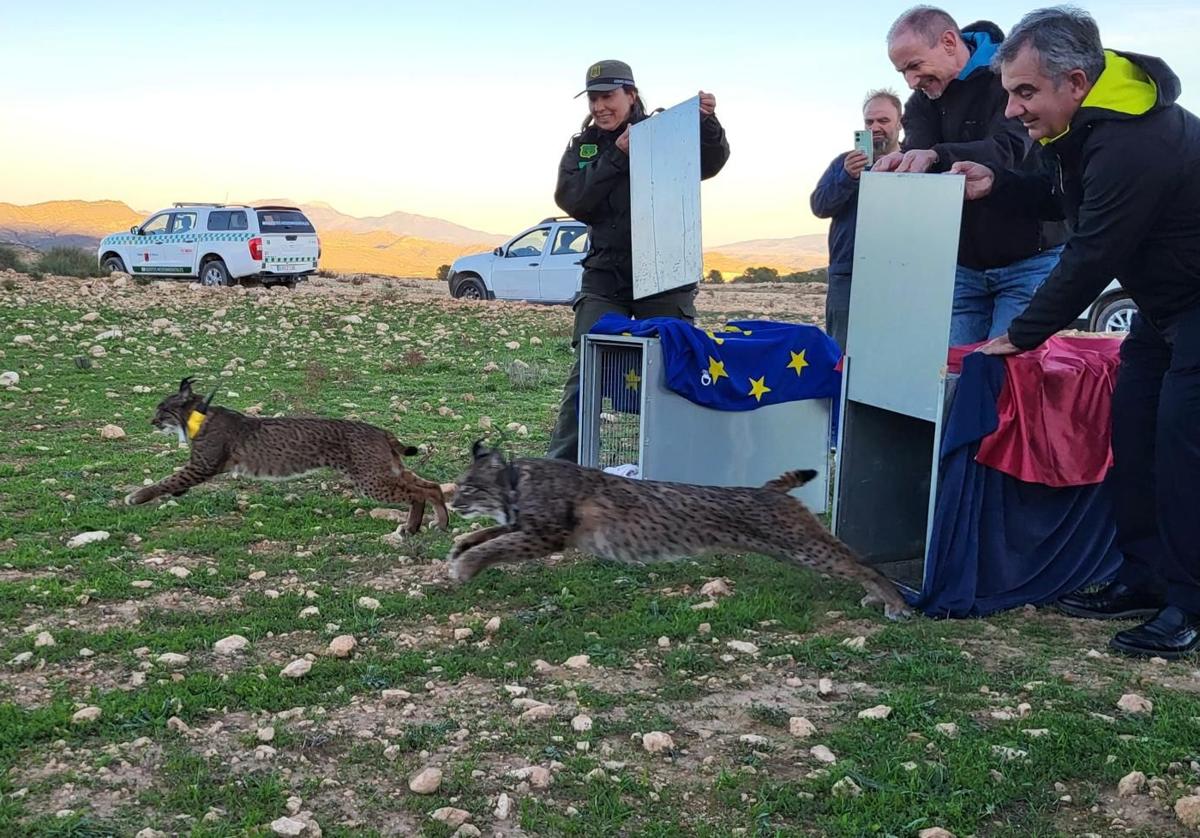 El consejero Juan María Vázquez, junto al rector de la UPCT, Mathieu Kessler, durante la suelta de los dos linces ibéricos en las inmediaciones de La Parroquia (Lorca).