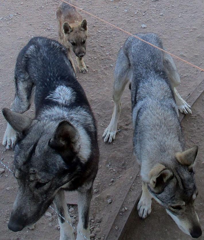 Imagen secundaria 2 - Los lobos ibéricos que tenía el vecino de Lorca.