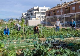 Cinco de los once usuarios del huerto de Santo Ángel aprovechan la soleada mañana para retocar su parcela y cosechar sus hortalizas.