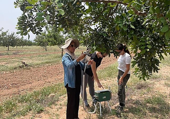Estudio de algarrobos en un proyecto europeo.